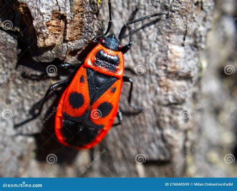 Pyrrhocoris apterus stock image. Image of tree, arthropod - 276040599
