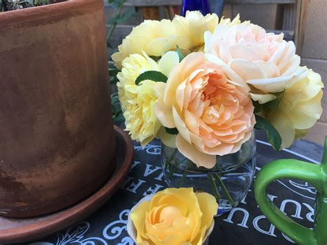 A Guide to Growing Roses in the Desert | Gardening in the Desert