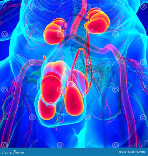Reproductive System for Men 的图像结果