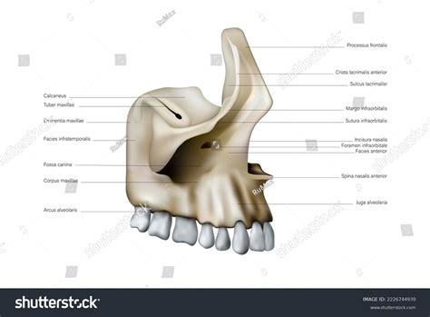 Anatomy Location Bones Teeth Human Upper Stock Illustration 2226744939 | Shutterstock