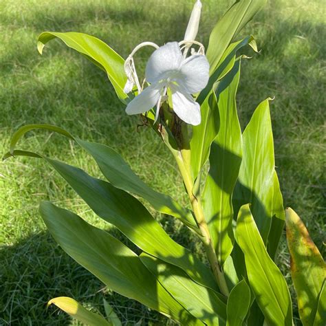🦋 10 Benefits of Having a Butterfly Ginger Lily