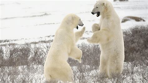 Species 的图像结果