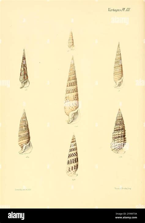 Image result for Shell Shapes