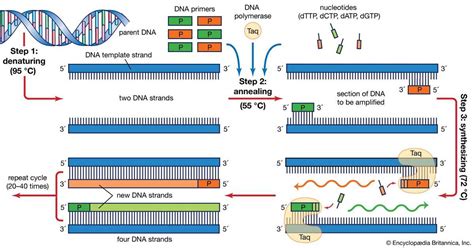 Image result for PCR Process Steps