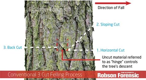 Image result for Face Cut Tree Felling