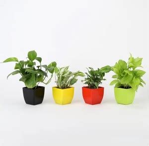merrow Green Money, Golden Money, Variegated Money & Green Syngonium ...