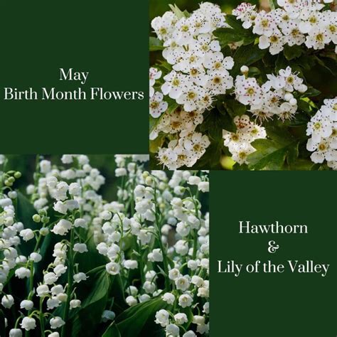 What Is Spring Flower Of Asali Represent The Month Of May at Dale Mack blog