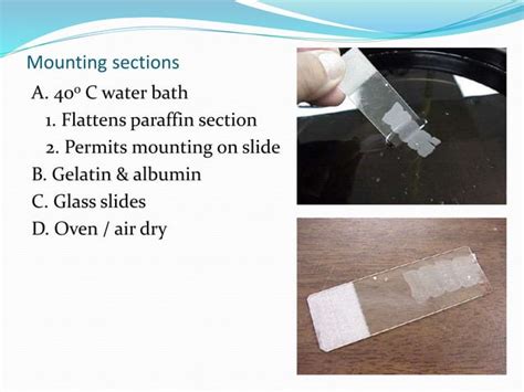 Tissue Processing Procedure 的图像结果