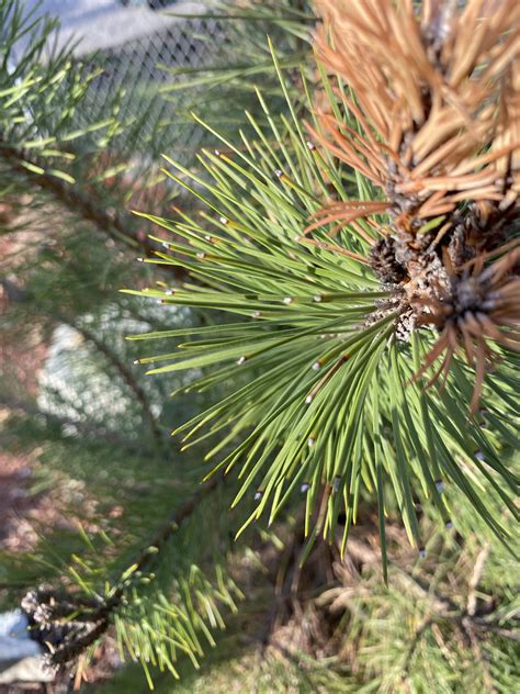Black pine having issues, please help : r/Tree