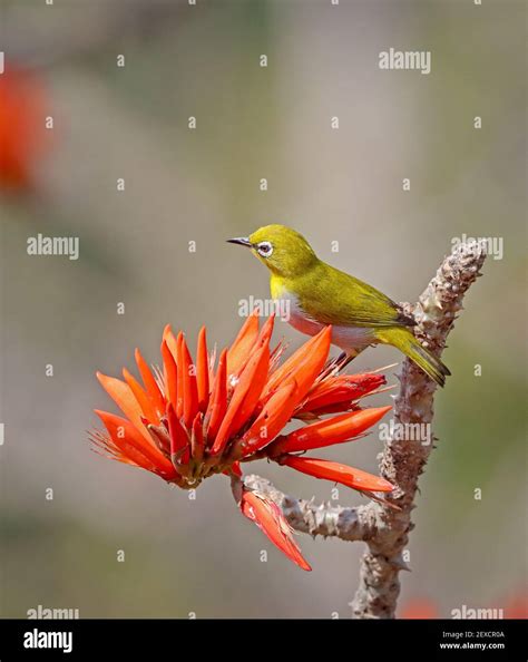 Image result for WinForms Tutorial