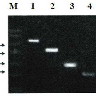 Single RT-PCR results | Download Scientific Diagram