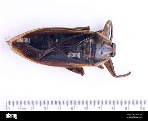 Queen Water Bug at Darrel Ferreira blog