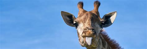 Image result for Giraffe Poop Facts