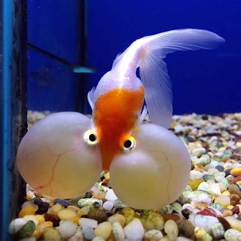 Funny Looking Fish