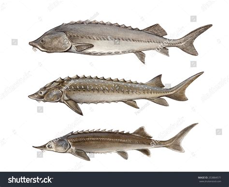 Beluga (Huso Huso), Russian Sturgeon (Acipenser Gueldenstaedtii ...