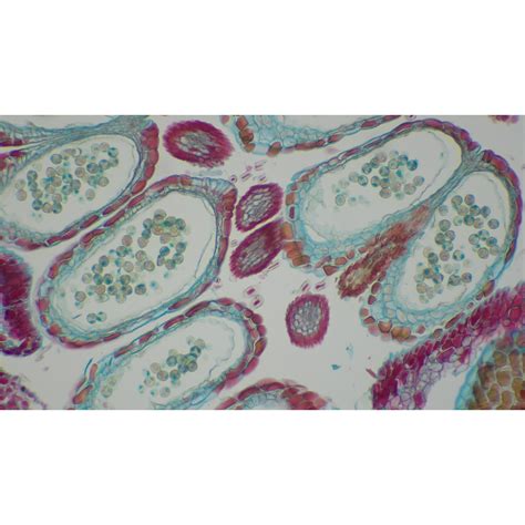 Microscope World