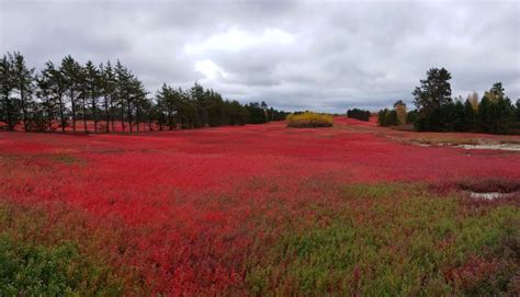 Unveiling The Hidden Wild Blueberry Barrens Of Maine | TouristSecrets | TouristSecrets