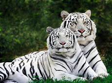 Bengal Tiger Image by Post 7 Species And Ecosystem Approaches To Bengal Tiger Image