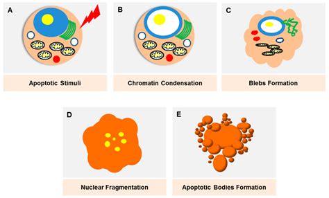 Small Molecules Targeting Programmed Cell Death in Breast Cancer Cells