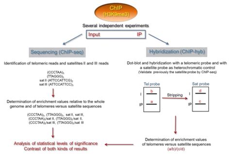 Cells | Special Issue : The Role of Telomere Biology in Aging and Human ...
