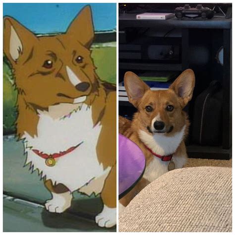 Someone ran up to me today while walking my corgi and said she looked ...