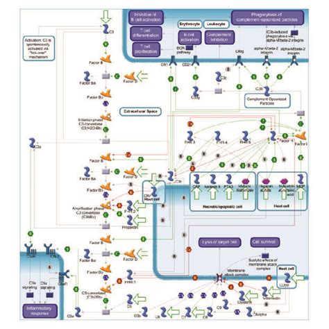 Image result for Complement System Alternative Pathway