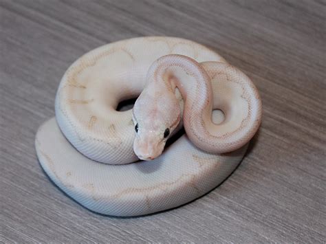 Image result for Super Bamboo Ball Python