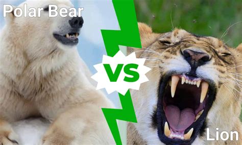 Lion Vs Bear