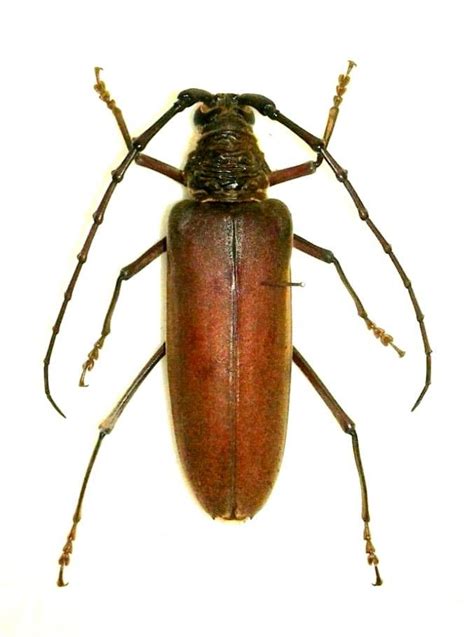 Hamaticherus bellator Audinet-Serville, 1834