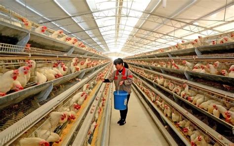 一家养鸡场的商业实践：循环农业+农旅结合（附案例剖析）|养殖业|产业链|田瑞_新浪网