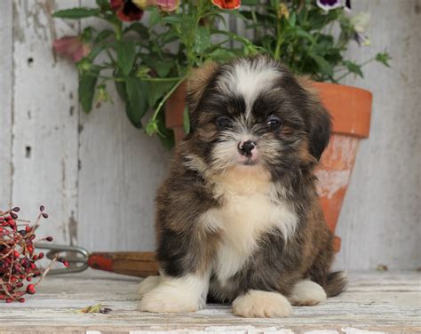 Craigslist Tampa Shih Tzu Puppies - qpuppiesd