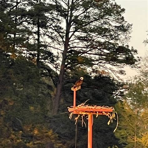 THE LODGE AT PICKWICK LANDING (Counce) - Lodge Reviews & Photos ...