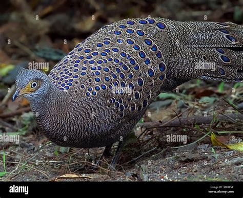 Pheasant Forest Stock Photos & Pheasant Forest Stock Images - Alamy