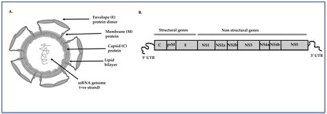Oligonucleotide-Based Approaches to Inhibit Dengue Virus Replication