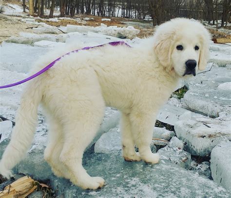 Are Polish Tatra Sheepdogs Smart Dogs