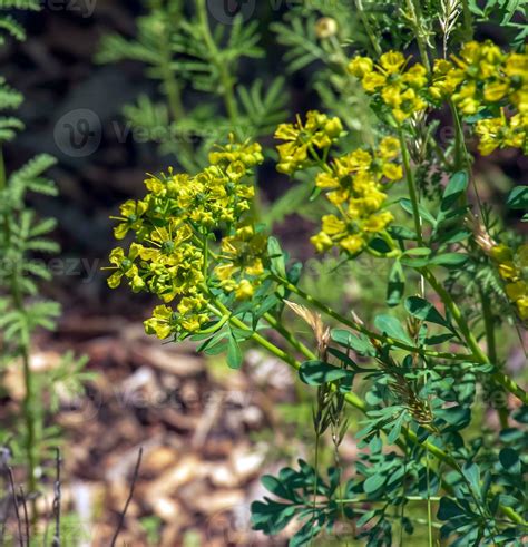 Ruta graveolens, commonly known as the, common rue or herb-of-grace, is ...