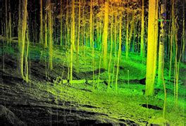 Geospatial Treecensus of MCGM, NMMC, PMC | SAAR IT Resources Pvt. Ltd.