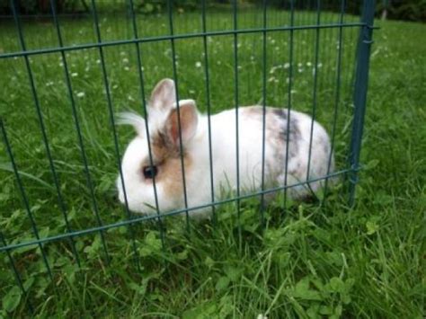 Hasen Kaninchen Kleinanzeigen | Hasen Kaninchen Annoncen | Hasen ...