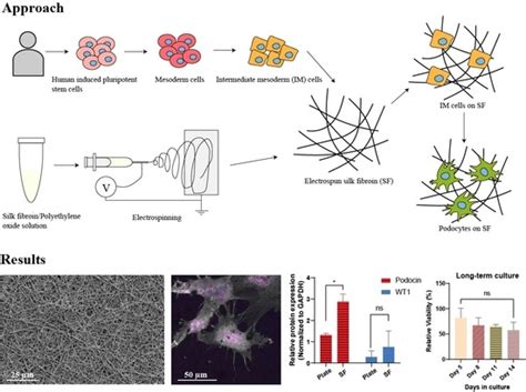 A Biomimetic Electrospun Membrane Supports the Differentiation and ...