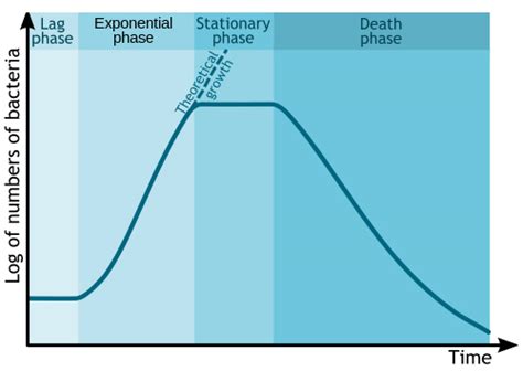 Image result for Exponential Phase Graph