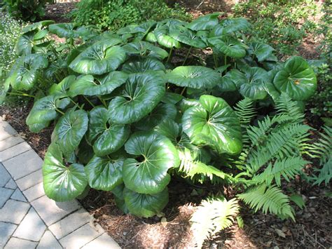Giant Leopard Plants For Sale at Jack Drake blog