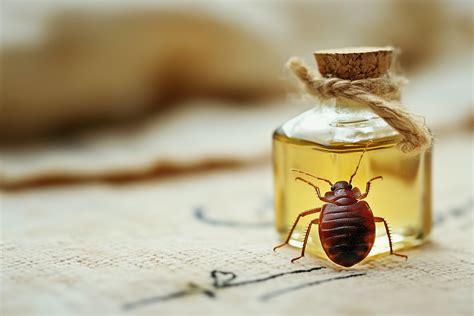 Can Vinegar Kill Bed Bugs? Effective DIY Solutions and Tips - Heaven Gables