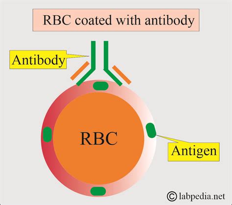 Image result for Coombs Reagent