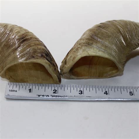 Buy 2 Sheep Horns #1921 Ram Horns Online at Lowest Price in India ...