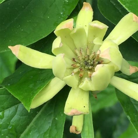 Calycanthus floridus (Sweet-shrub)