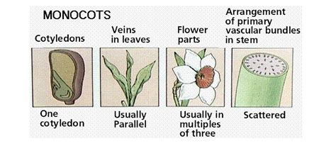 Monocots 的图像结果