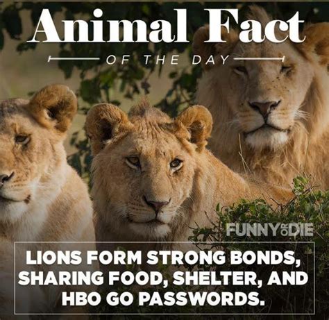 25 Funny Animal Facts That Might Make You Pee a Little