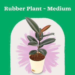 UGAOO Rubber Natural Live Indoor Plant - Medium : Amazon.in: Garden ...
