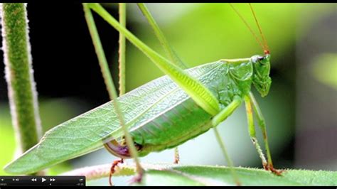 Locus Bug Sound 的图像结果