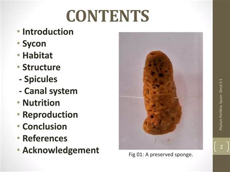 Phylum Porifera - Sycon | PPTX